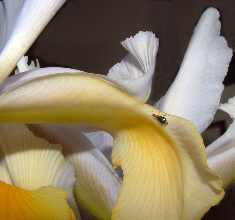Iris e malachide